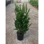 Myrtus communis - myrte commun nerte 60 - 80 cm en pot