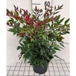 Nandina domaine. obsessed� - nandina domestica 25 - 30 cm en pot