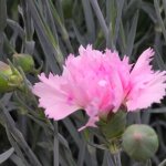 Oeillet mignardise candy floss