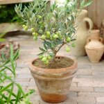 Olivier olea europaea - plante fruitire au feuiilage pesistant en pot de 14 cm