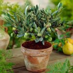 Olivier olea europaea - plante fruitire dintrieur robuste  feuillage persistant en pot de 14 cm.