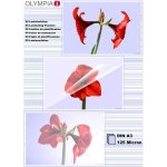 Olympia feuilles pour plastifieuse  chaud