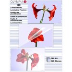 Olympia feuilles pour plastifieuse  chaud