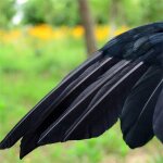 Omabeta dcoration de corbeau noir dcoration de crow black halloween rectiled crows crows haunted house ...