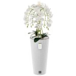 Orchid�e artificielle - botle - blanc - 110 cm - fleurs r�alistes - entretien facile