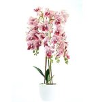 Orchidée plante artificielle en pot de dixie store imite vraie plante 4 branches nombreuses fleurs hauteur ... Orchidée plante artificielle en pot de dixie store imite vraie plante 4 branches nombreuses fleurs hauteur ...