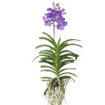 Orchide - vanda magic royal blue - hauteur 55 - 65cm