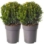 Pack de 2 boules de buis réel arbustes de jardin en buis persistant diamètre de 20 cm. Pack de 2 boules de buis réel arbustes de jardin en buis persistant diamètre de 20 cm.