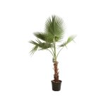 Palmier de californie ? washingtonia robusta 120 / 140cm
