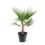 Palmier de chanvre chinois trachycarpus fortunei 21cm pot hauteur 90 - 100cm