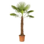 Palmier de chanvre chinois trachycarpus fortunei 40cm pot 180 - 200cm de haut