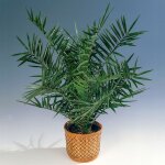 Palmier dattier des canaries phoenix canariensis plante exotique dext�rieur pot 15 cm