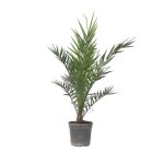Palmier dattier nain - phoenix canariensis - hauteur 80 - 100cm - d19cm