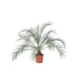 Palmier dattier nain - phoenix roebelenii - hauteur 80 - 90cm - d21cm Palmier dattier nain - phoenix roebelenii - hauteur 80 - 90cm - d21cm