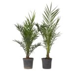 Palmier dattier nain - set de 2 - phoenix canariensis - hauteur 80 - 100cm - d19cm Palmier dattier nain - set de 2 - phoenix canariensis - hauteur 80 - 100cm - d19cm