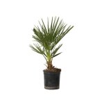Palmier nain - chamaerops humilis - hauteur 50 - 60cm - d15cm Palmier nain - chamaerops humilis - hauteur 50 - 60cm - d15cm