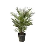 Palmier nain - chamaerops humilis - pot de 30cm - hauteur 150cm