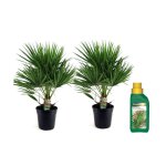 Palmier nain - set de 2 - chamaerops humilis - hauteur 70 - 80cm - d21cm Palmier nain - set de 2 - chamaerops humilis - hauteur 70 - 80cm - d21cm