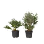 Palmier nain - set de 2 - chamaerops vulcano - hauteur 35 - 45cm - d19cm Palmier nain - set de 2 - chamaerops vulcano - hauteur 35 - 45cm - d19cm