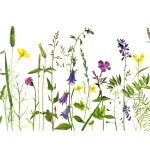 Papier peint photo intiss� - (9013) jardin printemps fleur - 350x260cm - 7 l�s - mural poster g�ant xxl ...