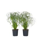 Papyrus - set de 4 - cyperus alternifolius - hauteur 40 - 50cm - d14cm Papyrus - set de 4 - cyperus alternifolius - hauteur 40 - 50cm - d14cm