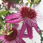 Passiflore anastasia fleur de la passion plante grimpante dext�rieur en pot de 9 cm