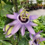 Passiflore betty myles jeune fleur de la passion vigne de jardin dans pot de 9 cm