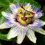 Passiflore bleue passiflora caerulea arbuste de jardin compact semi - persistant et rustique pot 9 cm ... Passiflore bleue passiflora caerulea arbuste de jardin compact semi - persistant et rustique pot 9 cm ...