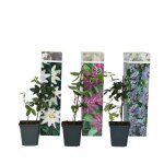 Passiflore - set de 6 - passiflora hybridum - hauteur 25 - 40cm - d9cm