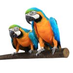 Perchoir naturel avec �corce pour perroquets - 1m taille l / xl - sans fixation