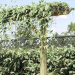 Pergola de jardin en bois - wiens - 205x40x203 cm - bois de pin impr�gn� - r�sistance � la pourriture ...
