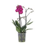 Phalaenopsis multiflora - orchide pourpre - pot 12cm - hauteur 35 - 45cm