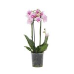 Phalaenopsis multiflora - orchide rose - pot 12cm - hauteur 35 - 45cm