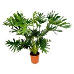 Philodendron selloum en pot �27cm. plante verte type philodendron selloum livr�e en pot id�ale pour int�rieur ...
