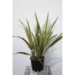 Phormium tenax variegatum - lin de nouvelle z�lande 60 - 80 cm en pot