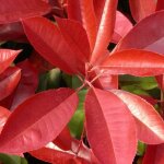 Photinia carr rouge