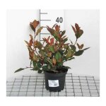 Photinia fras. little red robin - photinia de fraser little red robin 25 - 30 cm en pot