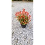 Photinia fras. little red robin - photinia de fraser little red robin 40 - 50 cm en pot
