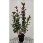 Photinia fras. magical volcano (kolmavoca) - photinia de fraser magical volcano 30 - 40 cm en pot