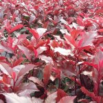 Photinia magical volcano� kolmavoca