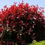 Photinia red robin