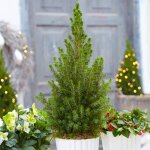Picea glauca conica sapin de no�l en pot conif�re petit nain sapinette � feuillage persistant (de 60 ...