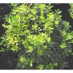 Pittosporum tob. nanum - pittospore tobira nain pittosporum tobira nain 40 - 50 cm en pot