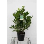 Pittosporum tobira - pittospore tobira pittosporum tobira 30 - 40 cm en pot