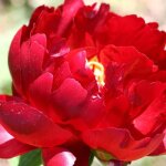 Pivoine herbac�e louis van houtte