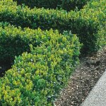 Plants de buis pour haie 20 - 40 cm buis commun buxus sempervirens haie dense  feuilles persistantes ...