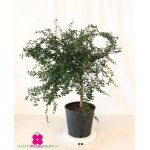 Plant de citrus australasica ?rouge finger lime - pot � 22 cm - h. 70 / 80 cm