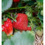 Plant de fraisier anas