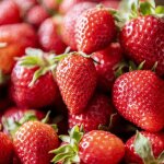 Plant de fraisier charlotte