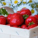 Plant de fraisier gento